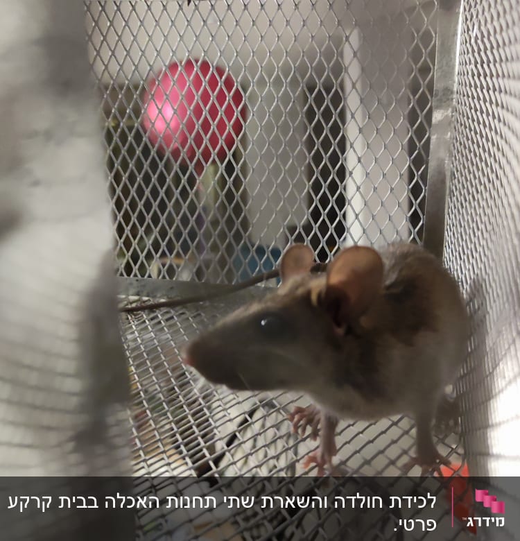 עכבר בתוך מלכודת רשת מתכתית